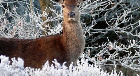 deer in the winter