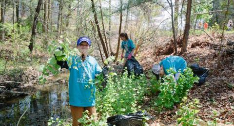 A student pulls garlic mustard, an invasive plant.