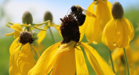 bee on a flower