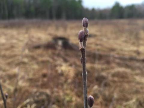 speckled alder