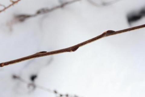 Black birch branch