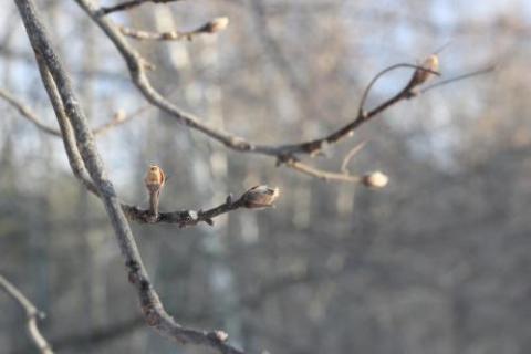 shagbark hickory