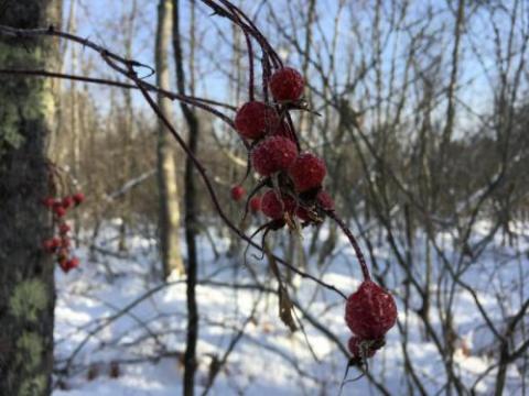 rose fruit shrubs