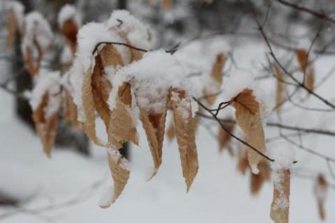 young beech leaves