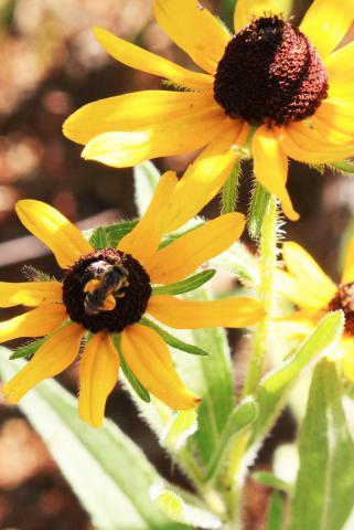 Black Eyed Susans