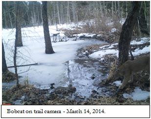 Bobcat on trail cam