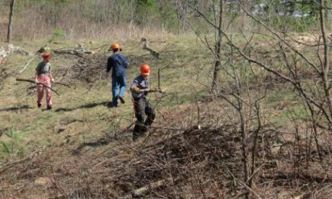 people working in brush 