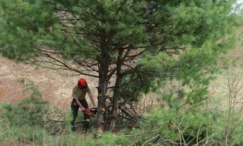 cutting pine