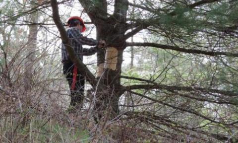 people working in trees