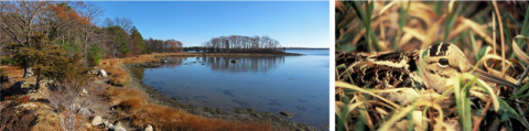 Shoreline and a bird