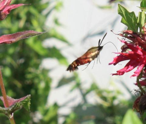 Hummingbird moth