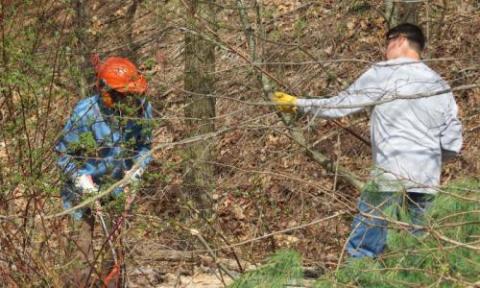 people cutting vines