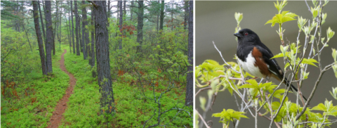 Trail through pine barrens and a bird