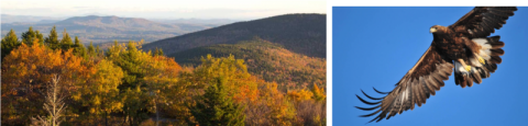 The view from Pack Monadnock and a Golden Eagle