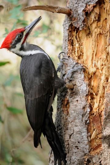 Pileated woodpecker