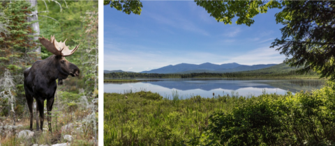 A moose, lake, and mountains