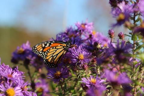 Monarch butterfly on purple asters