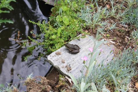 Frog next to water feature