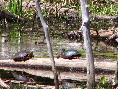 two turtles on a log