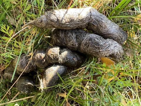 Coyote scat