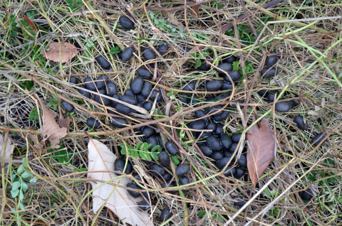 deer scat