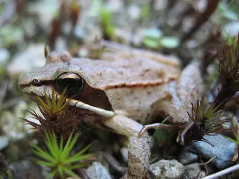 Wood frog