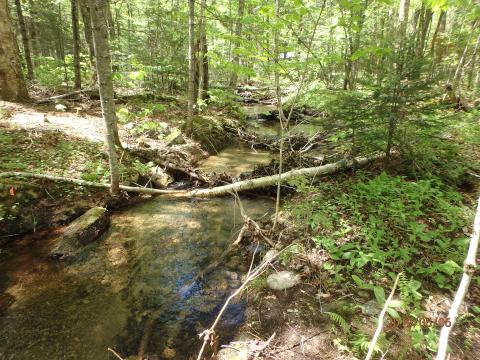 Hay Creek: restoration efforts have made it a top-level trout