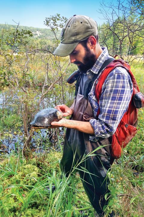 A Blanding’s turtle, a Species of Greatest Conservation Need, is fitted with a radio transmitter by NH Fish and Game Biologist, Josh Megyesy. 