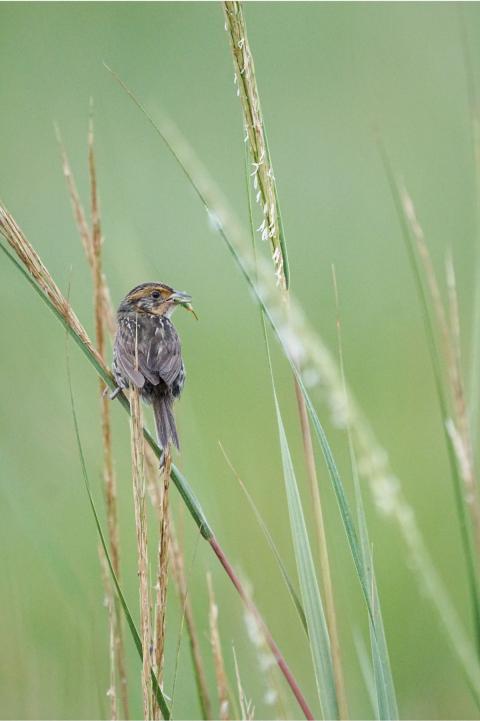 A Saltmarsh Sparrow carries food to feed her chicks.