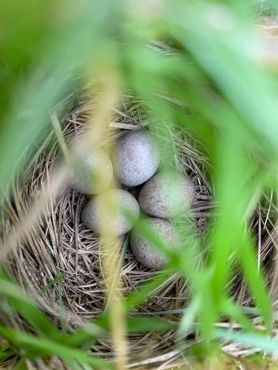 Saltmarsh Sparrow nest