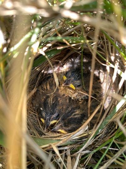 Saltmarsh Sparrow nest with ~ 10 day old chicks