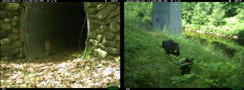 Images from wildlife cameras of a bobcat and bear