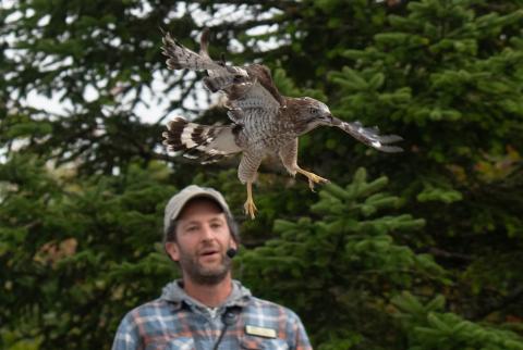 Phil Brown with released broad-winged hawk 