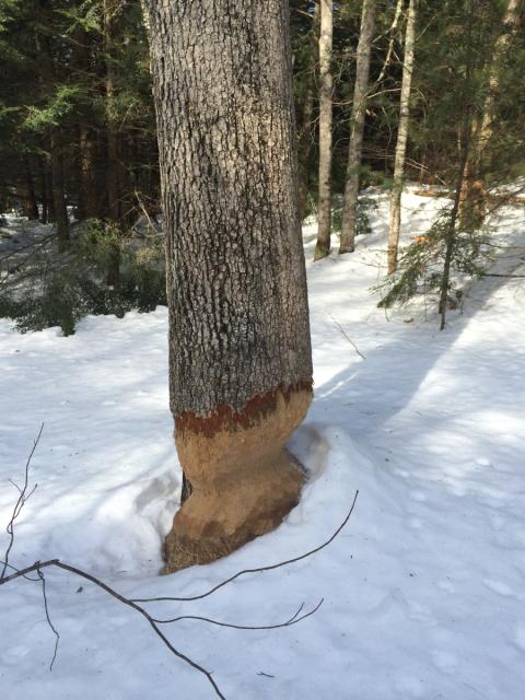 Beaver sign on tree