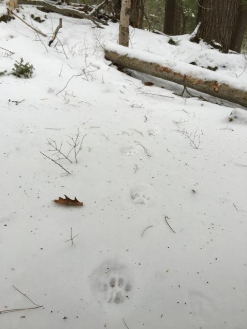 Bobcat trail in snow