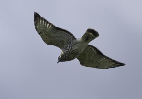 Broad-winged Hawk in flight