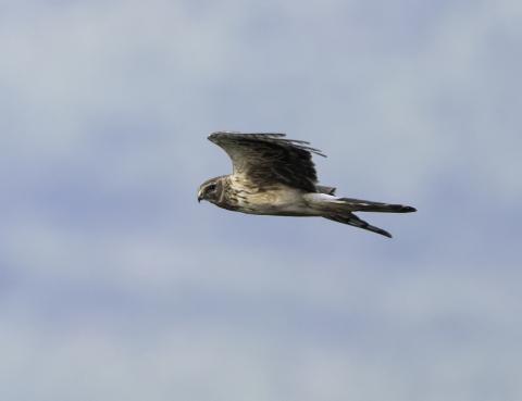 Northern Harrier in flight