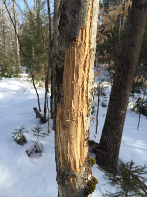 Feeding on bark