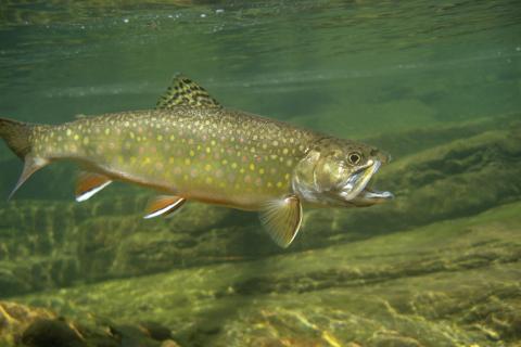 Eastern Brook Trout
