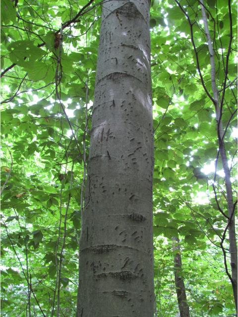 Beech with claw marks