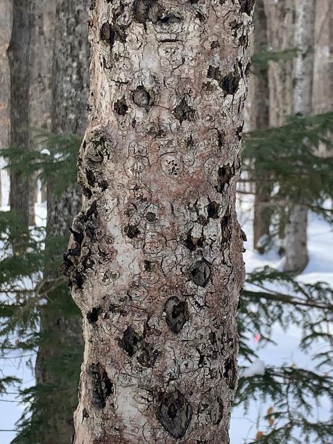 Beech tree with beech bark disease