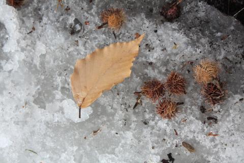 Beech leaf and nut husks.