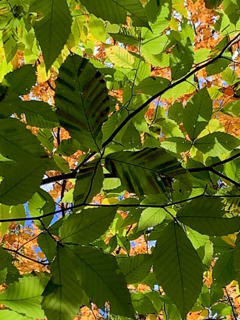 Beech leaf disease